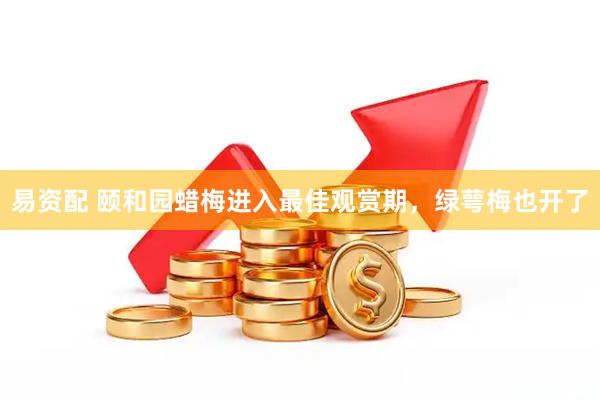 易资配 颐和园蜡梅进入最佳观赏期，绿萼梅也开了